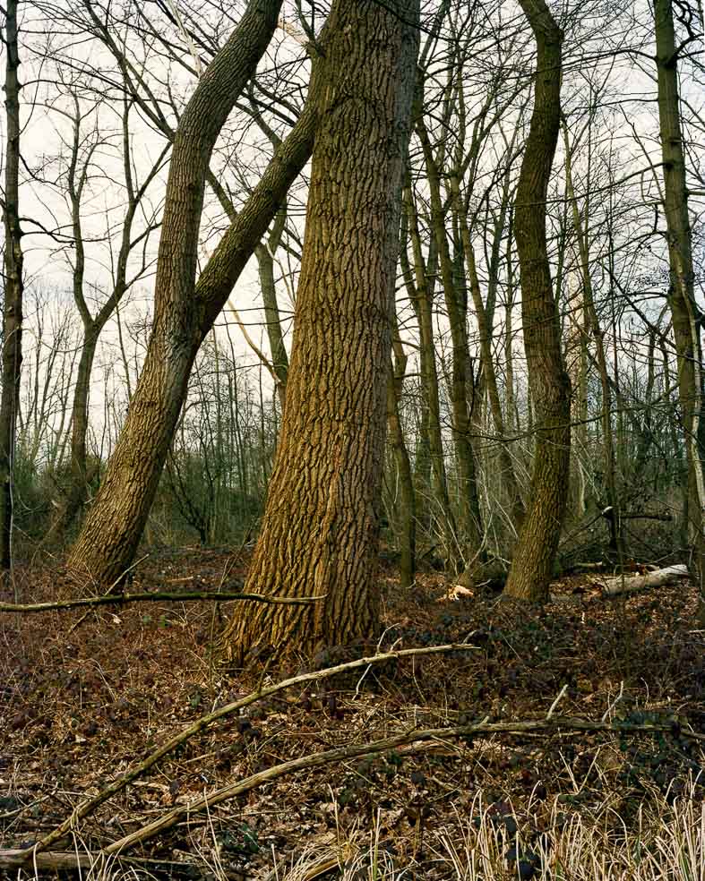 Herbst/Winter, kahle Bäume, Baumstamm